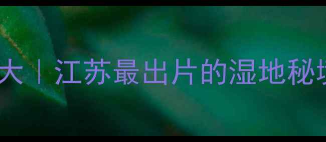 图片 ✨宝应小众旅行地大｜江苏最出片的湿地秘境+古风村落攻略🌿