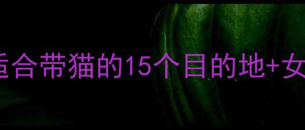 猫女士旅行全攻略适合带猫的15个目的地女性独自出行必备指南