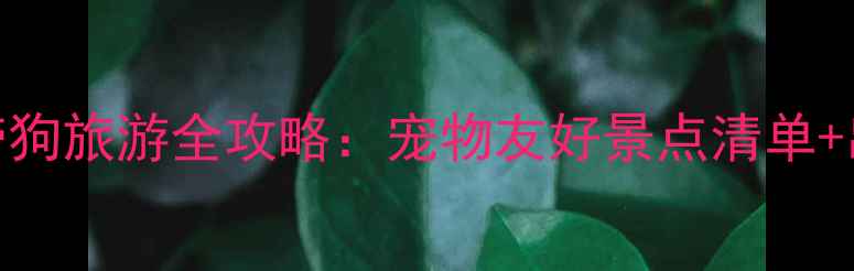 图片 最新版云南带狗旅游全攻略：宠物友好景点清单+出行必备指南